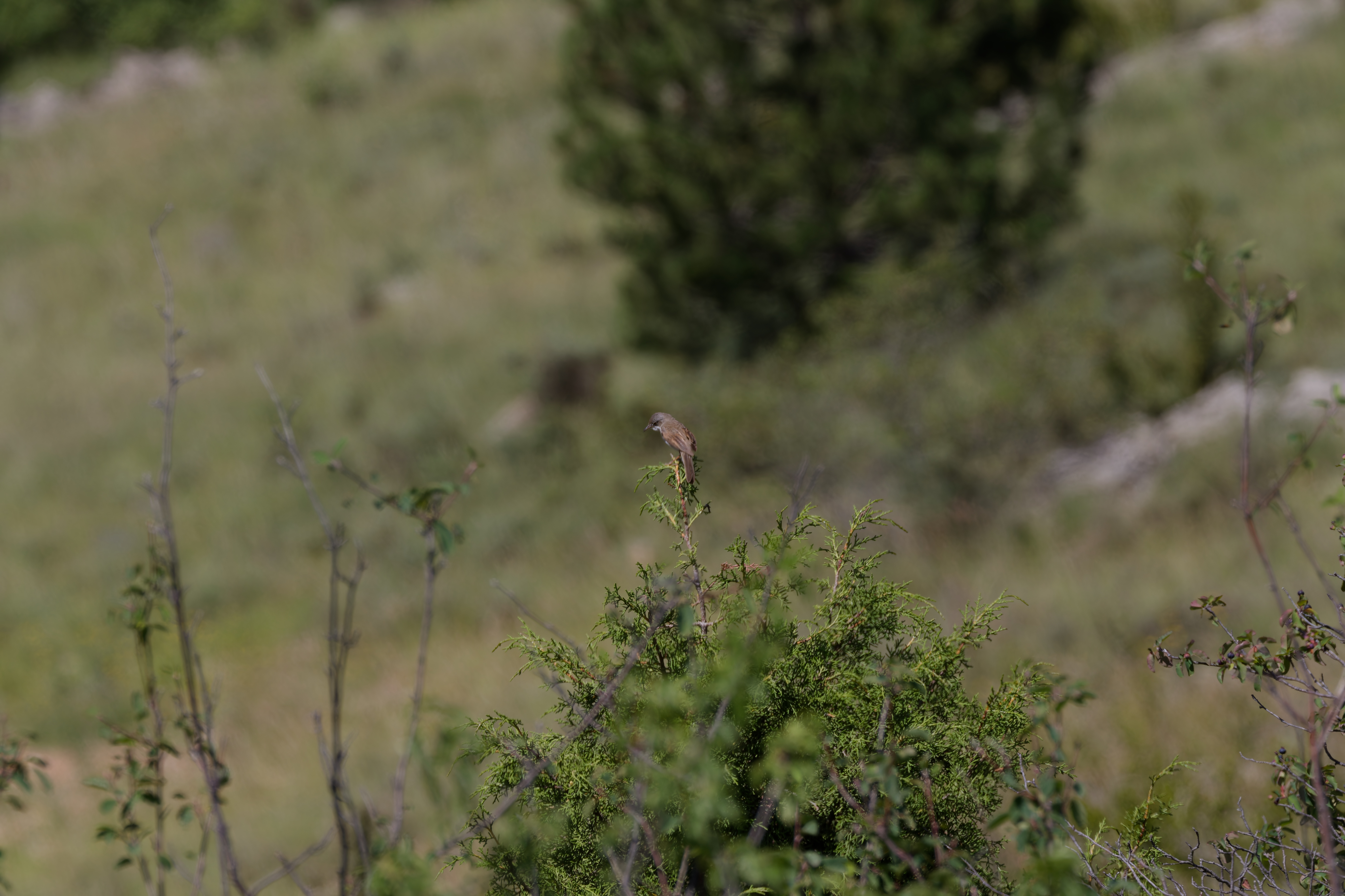 Miniature